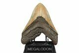 Massive, Fossil Megalodon Tooth - Visible Serrations #192865-1